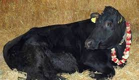 Atheist Ignorance in Skanda Vale slaughter Shambo, Skada Vale's 'Sacred Bull(ock)'