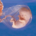 8wks