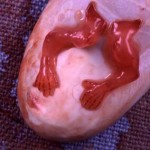 weeks7-7wks