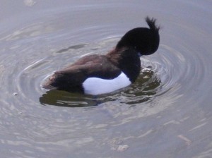 Who put the tuft on the head of the Tufted Duck?