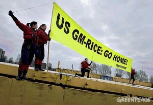 Greenpeace activists protest on a barge containing contaminated illegal GM rice shipped from the US in the harbour of Rotterdam.