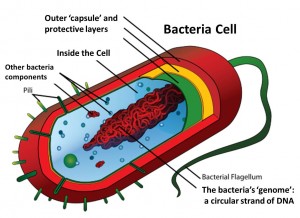 Inside a bacterium. No nucleus and simple DNA.