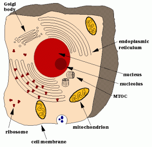 A eukaryote, a cell with a nucleus, has 1,000 times the DNA of a bacterium, and is the building block of plant and animal life.