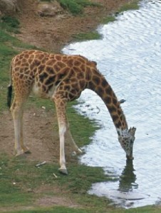 The construction of the giraffe's neck and blood vessels pose questions which evolutionists cannot answer.