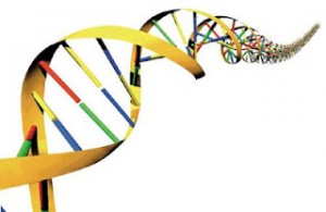 DNA - human beings have around 24,000 genes.