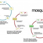gmmozzies