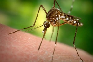 Only pregnant female mosquitoes transmit Zika virus. 