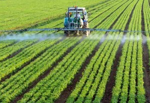 Spraying with 'Roundup'