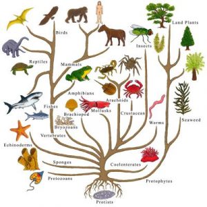Imaginary 'Tree of Life'
