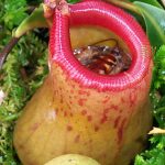 Pitcher Plant