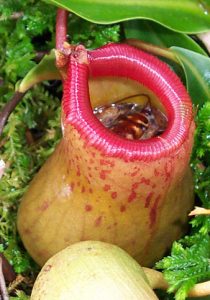 The Pitcher Plant - once inside, there is no escape