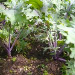 Russian Kale 2