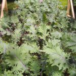 Russian Kale