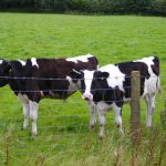Calves 005