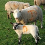 Dawn and her lamb