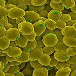 Saccharomyces carlsbergensis