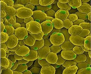 Saccharomyces Carlsbergensis - the Carlsberg yeast shows no inclination to evolve into anything else after 4,000,000 generations