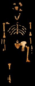 All that remains of 'Lucy' the extinct ape