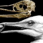 Ichthyornis dispar