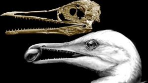 Ichthyornis dispar - not a bird missing link at all