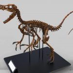 Velociraptor