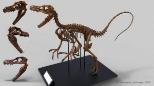 Velociraptor's powerful jaw is nothing like that of Ichthyornis dispar.
