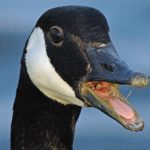 goose