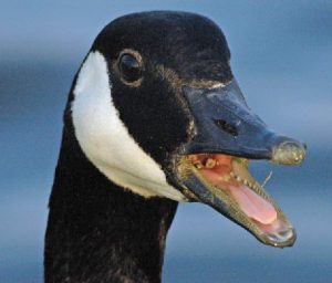 Even today, the Canada Goose has teeth.