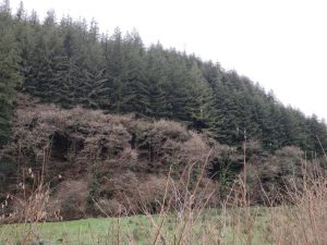 Monoculture conifers