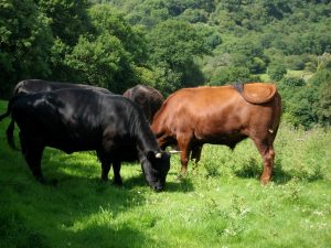 Cattle, and all ruminants, turn what we can't eat into what we can.