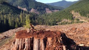 Logging prime forest in Canada